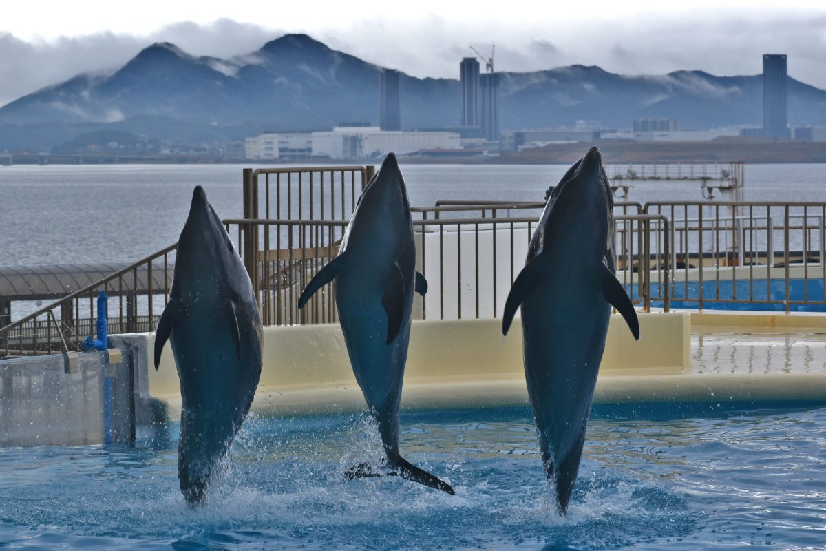 マリンワールド海の中道